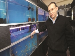 Doktor balıklar alternatif tıp için hazırlanıyor