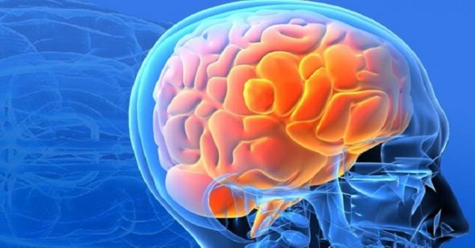 Bilim adamları insan beyni üretti