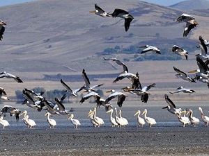 Kuşların genetik çeşitliliği belirleniyor