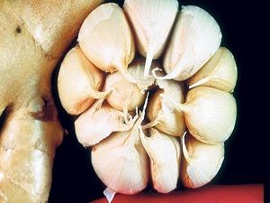 Sarımsak, mide kanseri riskini yüzde 50 azaltıyor