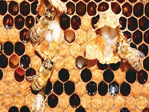 Kanser size teslim olsun