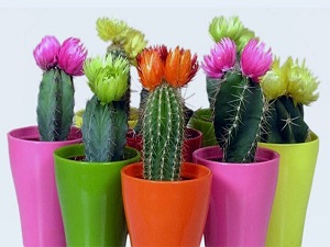 Kaktüs, radyasyon dalgalarını gerçekten emiyor mu?