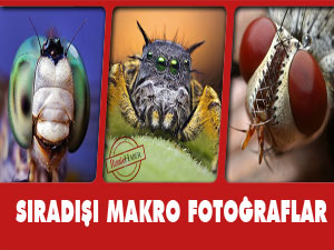 Sıradışı makro fotoğraflar