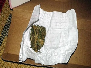 Tek dozda bağımlı yapan bonzai öldürüyor