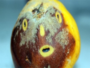 Sobaya atılan ayva balığa dönüştü