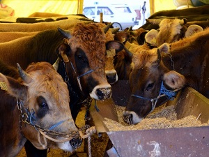 Canlı hayvan ihracatı 2 katına çıktı