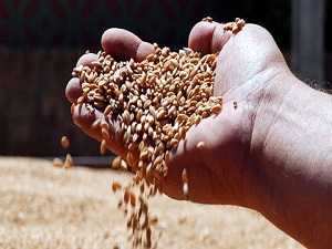 Tohumculuk üretiminde rekor