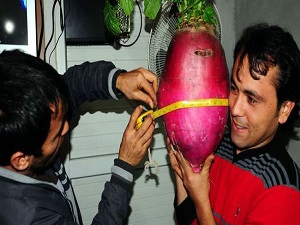 10 kiloluk turp şaşırtıyor