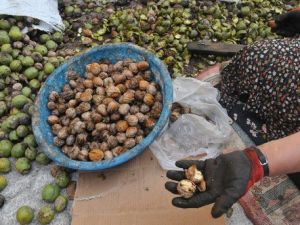Ceviz Üretimin Yüzde 5'ini Karşılayan İlçede Mahsul Alınamadı