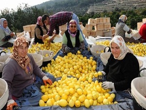 Narenciye üretiminde acı gerçek: Yarısı çöpe gidiyor