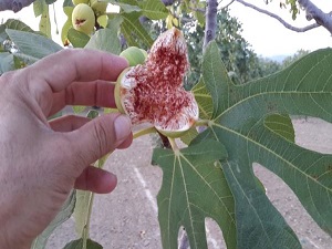 İncirin yeniden sigorta kapsamına alınması gündemde
