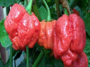 İşte dünyanın en acı biberi!