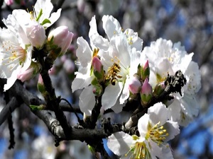 İlk Cemre 19-20 Şubat’ta havaya düşecek