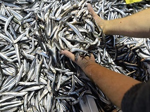 Hamsi 5 liraya düştü