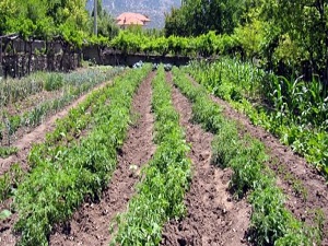 Üreticide 1 lira, markette 5 lira