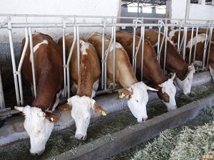 Türkiye'deki büyükbaş hayvan sayısı önceki yıla göre azaldı