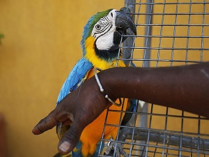 Senegal’in egzotik kuşları koruma altında