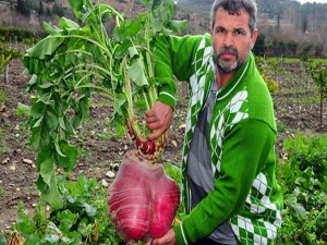 12 kilogramlık turp görenleri şaşırtıyor