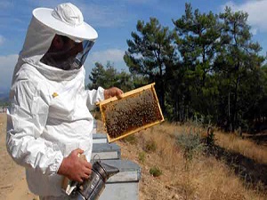 Bal üretiminde 100 bin ton sınırı geçildi