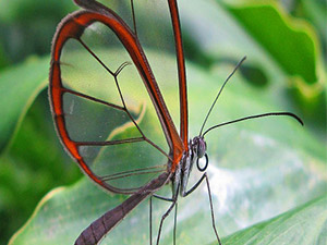 Hayvanlar aleminde Allah'ın şeffaf eserleri