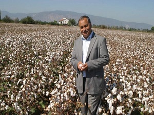 Pamuk üreticisi düşük prim alırsa üretim de düşer