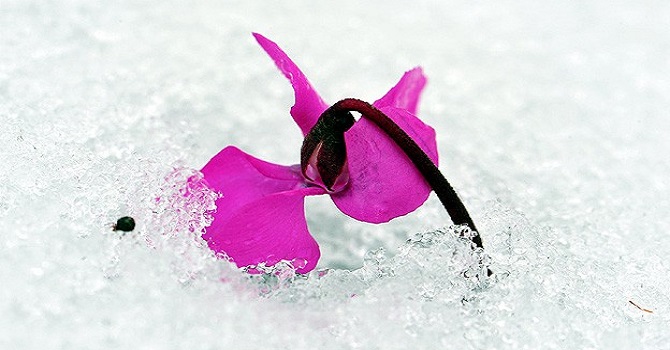 İlk cemre 20 Şubat'ta havaya düşecek