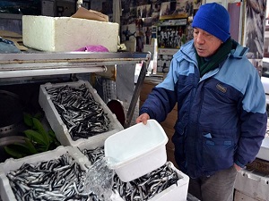 Hamsi üzdü palamut sevindirdi