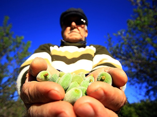 Yılın ilk çağla hasadı Silifke’de yapıldı