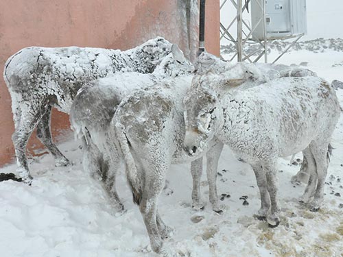 Soğuktan buz tutan eşeklere mahalleli sahip çıktı