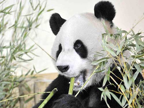 Çin panda nüfusunda son durum