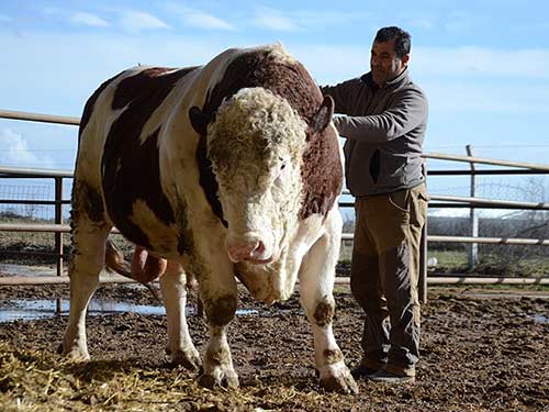 Maşallah dedirten "Şampiyon" Guiness'e hazırlanıyor