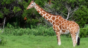 Zürafaların Yaprak Turşusu Keyfi