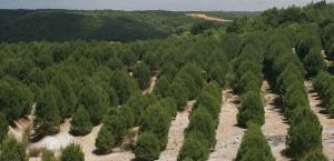 Hatıra ormanlarına rekor bağış