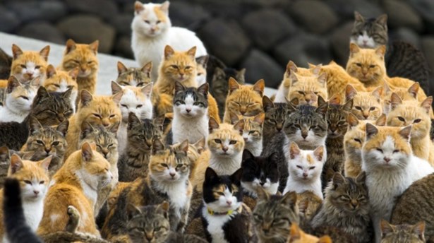 Burada kediler insanlardan 6 kat fazla
