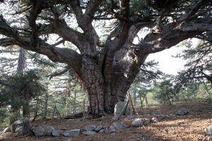 Dünyanın en yaşlı ağacı Türkiye'de