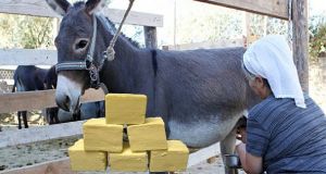 Eşek Sütünün Fiyatı Altınla Yarışıyor