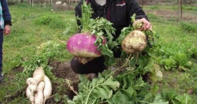 4 kilo 620 gramlık turp şaşırttı