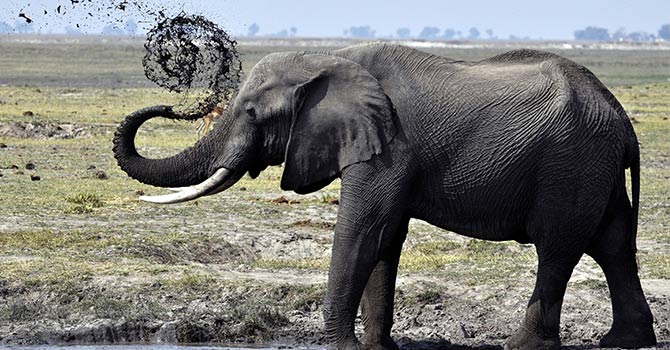 Fillerin bu yeteneği bilim adamlarını şaşırttı