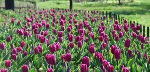 Lale cezası 38 bin lira