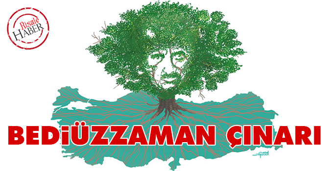 Bediüzzaman çınarı