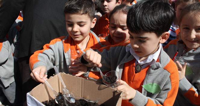 Minik eller tohum dikti