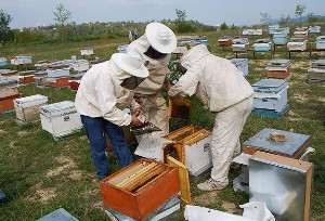 "Ayı sigortası" arıcıları sevindirdi