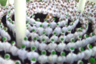 Bediüzzaman'ın Nakşibendî ve Kadirîlerin zikrine dair açıklaması