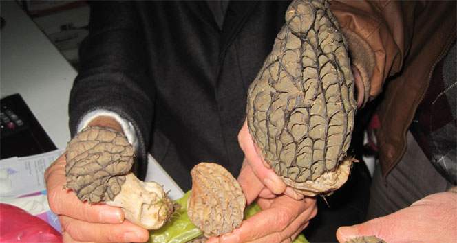 Mantarın kilosu 100 liradan satılıyor