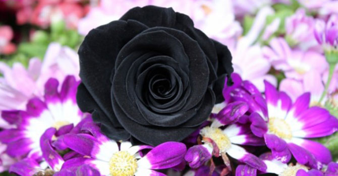 'Siyah gül'ün fiyatı el yakıyor