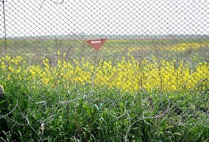 Mayınlar endemik bitkilerin "bekçisi" oldu