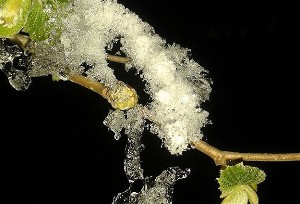 Meteorolojiden zirai don uyarısı