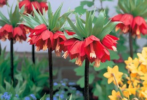 Ters lale dünyaya tanıtılacak