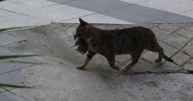 Anne kedinin yavrularını kurtarma telaşı duygulandırdı