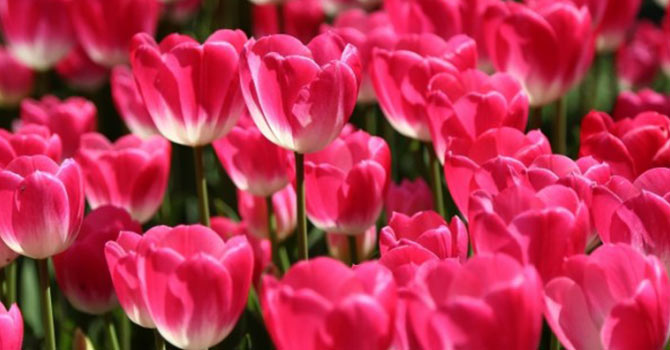 Lale Festivali İstanbul'da başladı